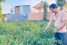 Nông dân ước vọng mùa màng bội thu