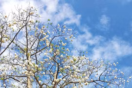 Vấn vương bông gòn