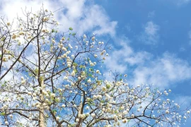Vấn vương bông gòn