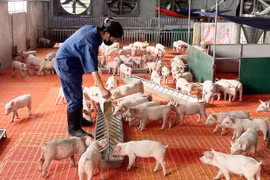 Chi phí đầu vào tăng, sản xuất nông nghiệp gặp khó