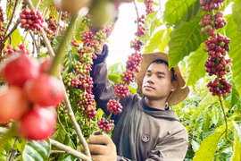 Cà phê đặc sản chinh phục thị trường khó tính