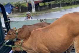 Xử lý nghiêm nạn bò thả rông