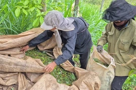 Trung Quốc dẫn đầu nhập khẩu hồ tiêu Việt Nam