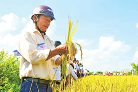 Hợp tác xã nông nghiệp Phước Hưng: Điển hình phát triển kinh tế tập thể