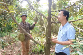 Hỗ trợ hợp tác xã nâng cao hiệu quả sản xuất kinh doanh