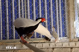 Gà lôi trắng 'nổi' khắp mạng xã hội: Chuyện lý, tình và bài học thức tỉnh