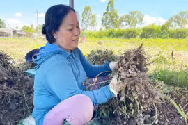 Nông dân Ia Trốk thu nhập cao từ cây đậu phộng