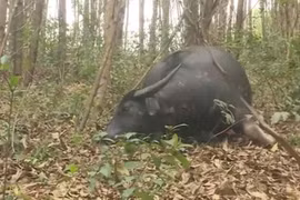 Thả rông 'đầu cơ nghiệp'