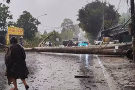 Đắk Lắk: Cổ thụ bật gốc, đè xe cứu thương