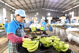 Xuất khẩu Gia Lai tăng tốc về đích