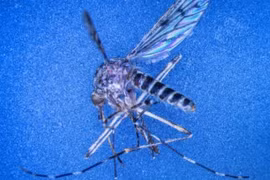 Lần đầu tiên phát hiện muỗi trong môi trường tự nhiên ở Iceland