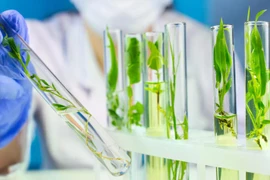 Nhóm nghiên cứu gốc Việt giải mã thực vật tạo ra chất chống ung thư