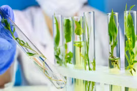 Nhóm nghiên cứu gốc Việt giải mã thực vật tạo ra chất chống ung thư