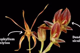 Các nhà nghiên cứu Indonesia phát hiện thêm 2 loài lan mới là Dendrobium siculiforme và Bulbophyllum ewamiyiuu.