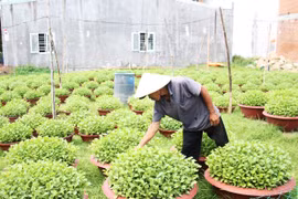 Người trồng hoa tất bật cho vụ Tết