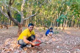 Đức Cơ đẩy mạnh chuỗi liên kết, nâng cao giá trị cây điều
