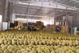 'Vua trái cây' rớt giá thảm: Đằng sau việc nhà nhà, người người trồng sầu riêng