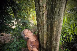 Chuyện về dòng họ thay nhau giữ rừng cây trăm tuổi