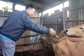 Tiêm phòng vắc xin lở mồm long móng: “Lá chắn” bảo vệ đàn vật nuôi