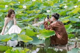 Đầm sen trắng ở ngoại thành Hà Nội thu hút giới trẻ