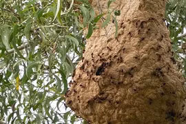 Bị ong vò vẽ đốt, xử trí ra sao?