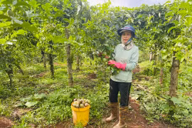 Mang Yang quan tâm hỗ trợ xây dựng mã số vùng trồng