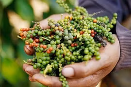 Giá hồ tiêu xuất khẩu ở mức cao nhất trong hơn 8 năm