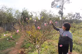 Đào phai xứ Thanh khoe sắc trên đất Mang Yang