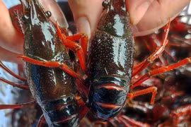 Tiêu chí xác định nguy cơ xâm hại của loài ngoại lai