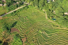 Pù Luông mùa lúa chín