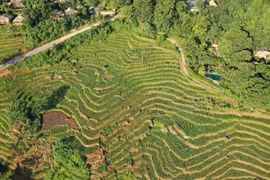 Pù Luông mùa lúa chín