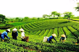 Ban hành Quy chế hoạt động của Ban Chỉ đạo quốc gia về kinh tế tập thể. Ảnh minh họa: VGP