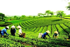 Ban hành Quy chế hoạt động của Ban Chỉ đạo quốc gia về kinh tế tập thể. Ảnh minh họa: VGP
