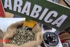 Giá cà phê hôm nay 25-4: Arabica 'nóng ran'