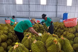 Giải bài toán 'mắc nghẹn' sầu riêng