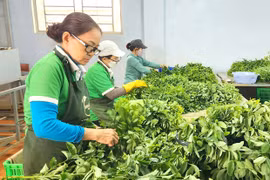 Sản xuất nông nghiệp sạch: Nhiều khó khăn, thách thức