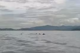 Hơn 20 con cá heo bơi lội tung tăng trên vùng biển Hòn Cau