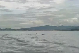 Hơn 20 con cá heo bơi lội tung tăng trên vùng biển Hòn Cau