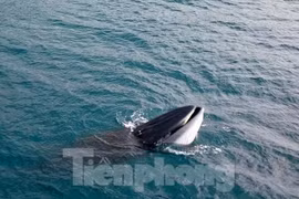 Cá voi lại xuất hiện săn mồi ở vùng biển Bình Định
