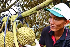 Cảnh trái ngược trên thị trường sầu riêng Lâm Đồng