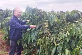 Đẩy mạnh phát triển nông nghiệp hữu cơ