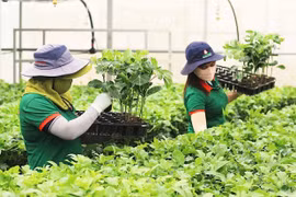 Tạo lập môi trường kinh doanh bình đẳng cho kinh tế tư nhân