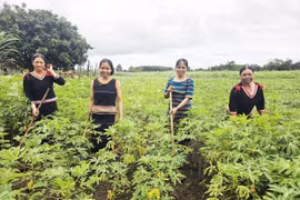 Phụ nữ vùng cao sẻ chia, giúp nhau ổn định cuộc sống.