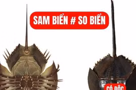 Ăn so biển, người đàn ông liệt cơ, suýt mất mạng