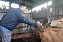 Tiêm phòng vắc xin lở mồm long móng: “Lá chắn” bảo vệ đàn vật nuôi