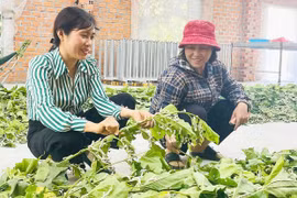 Cây dâu tằm “bén đất” Ia Pa