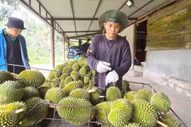 Người Việt 'chi bạo' cho sầu riêng ngoại, vì sao?