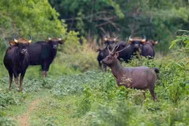Bò tót húc tử vong nhân viên bảo vệ rừng tại Vườn Quốc gia Cát Tiên
