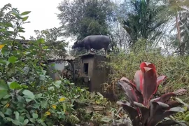 Hy hữu: Con trâu chênh vênh trên nóc nhà tắm, sống sót qua lũ dữ thế nào?