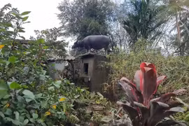 Hy hữu: Con trâu chênh vênh trên nóc nhà tắm, sống sót qua lũ dữ thế nào?